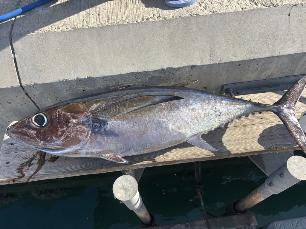 Рыбалка на тунца