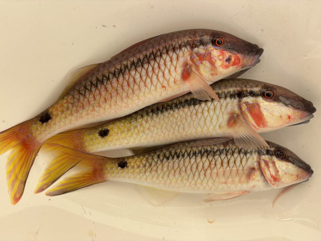 Рыбалка на Кипре